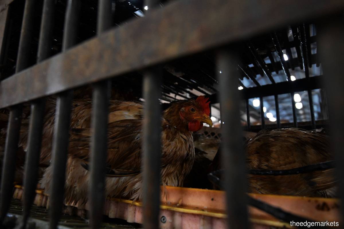 MAFI, in a statement on Tuesday (June 21), said the high cost of raw materials for feed in the livestock industry had been identified as one of the contributing factors to the increase in food prices, such as whole chicken in the local market. (Photo by Low Yen Yeing/The Edge)